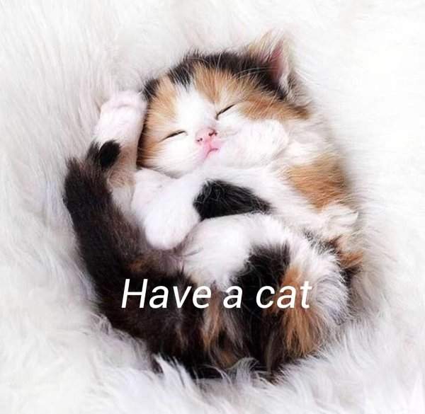 котята милашки