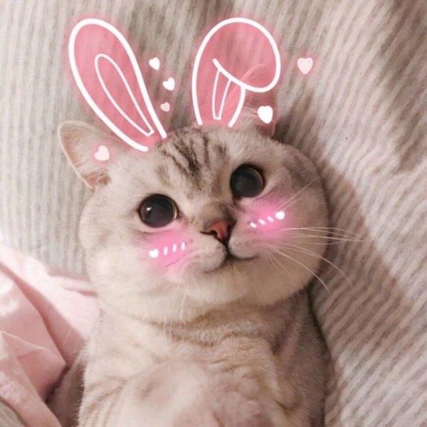 милая котик