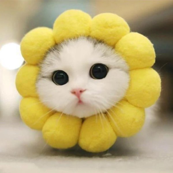 милый кот