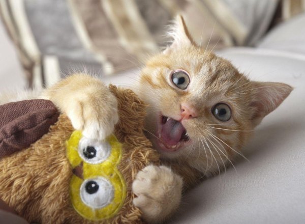 смешной котенок