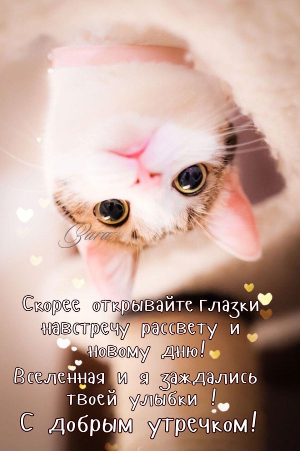кошечка милая