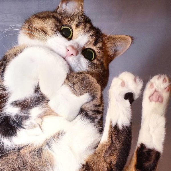 кошки милота