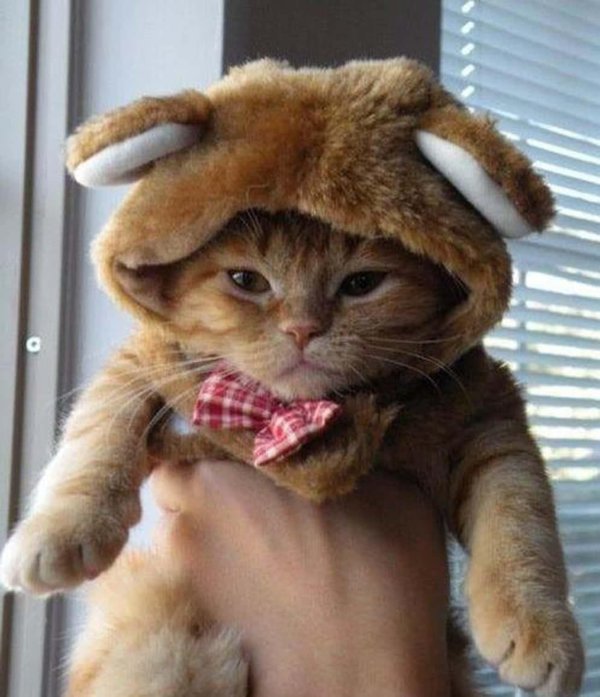 веселые животные