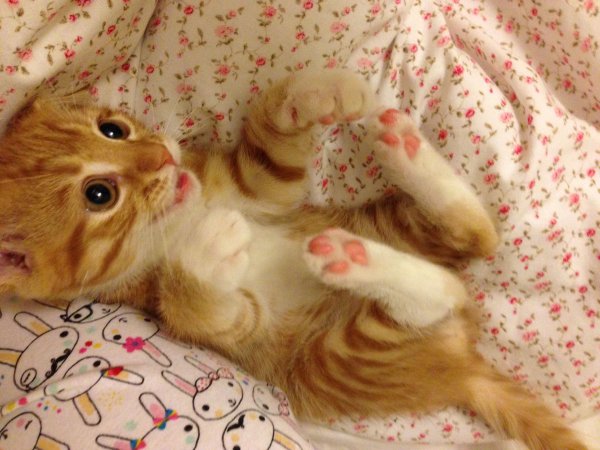 милые коты