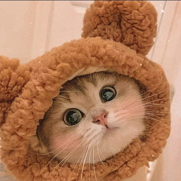котик в шапке