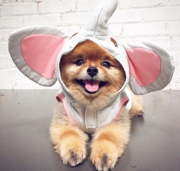 шпиц jiffpom