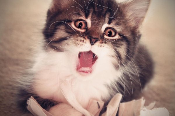 котенок веселый
