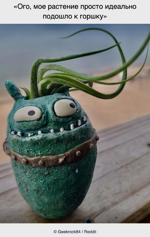 необычные горшки для суккулентов
