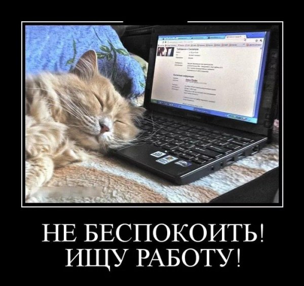 кот на клавиатуре