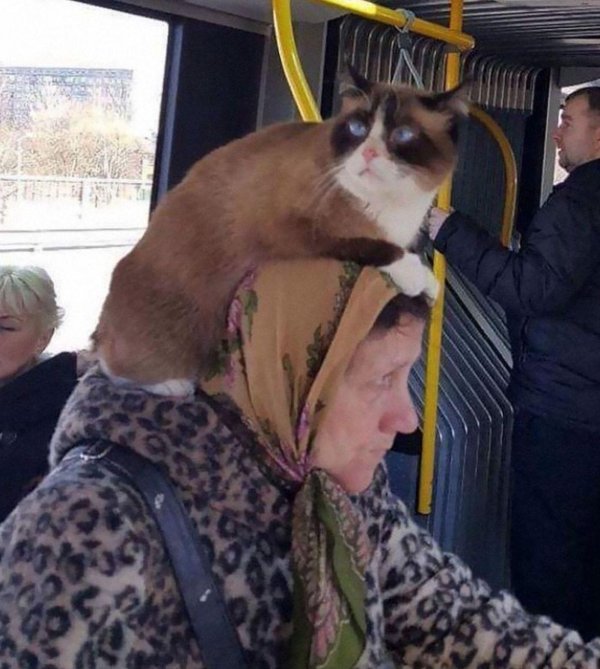котик в автобусе