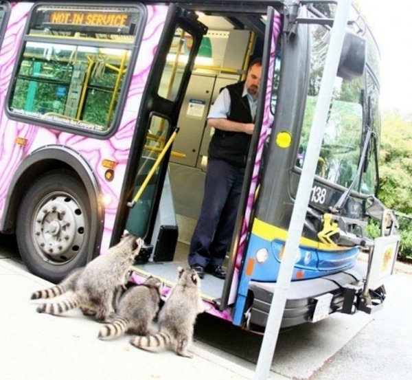 енот в автобусе