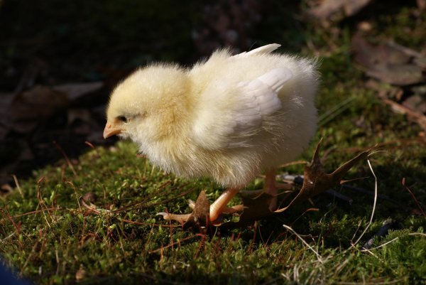 фотографии цыплят