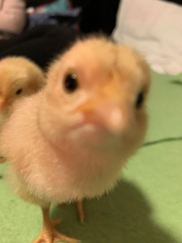 фотографии цыплят