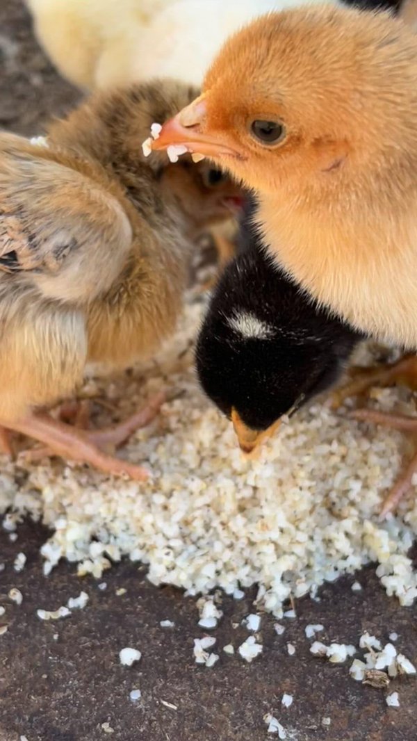 алтайская бентамка цыплята