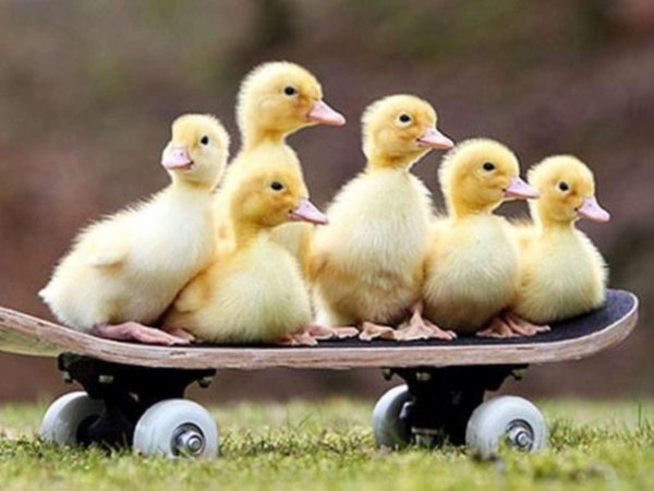 забавные утята