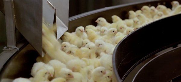 птицефабрика маркинская ростовской области