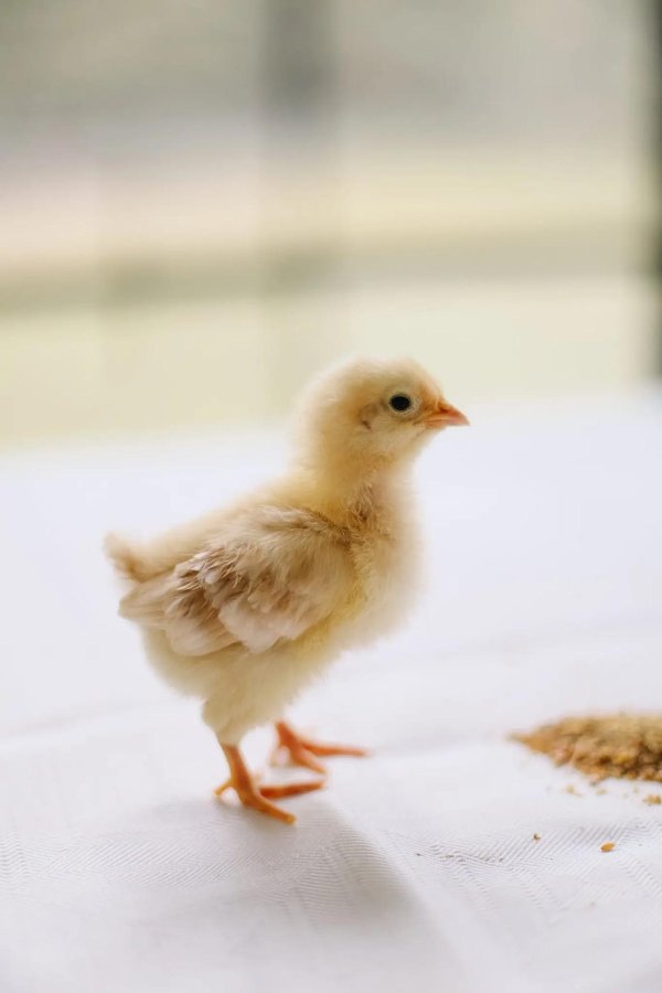 белые цыплята