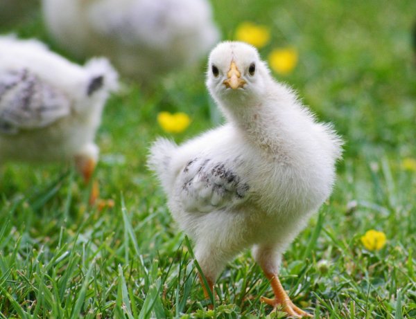 белые цыплята