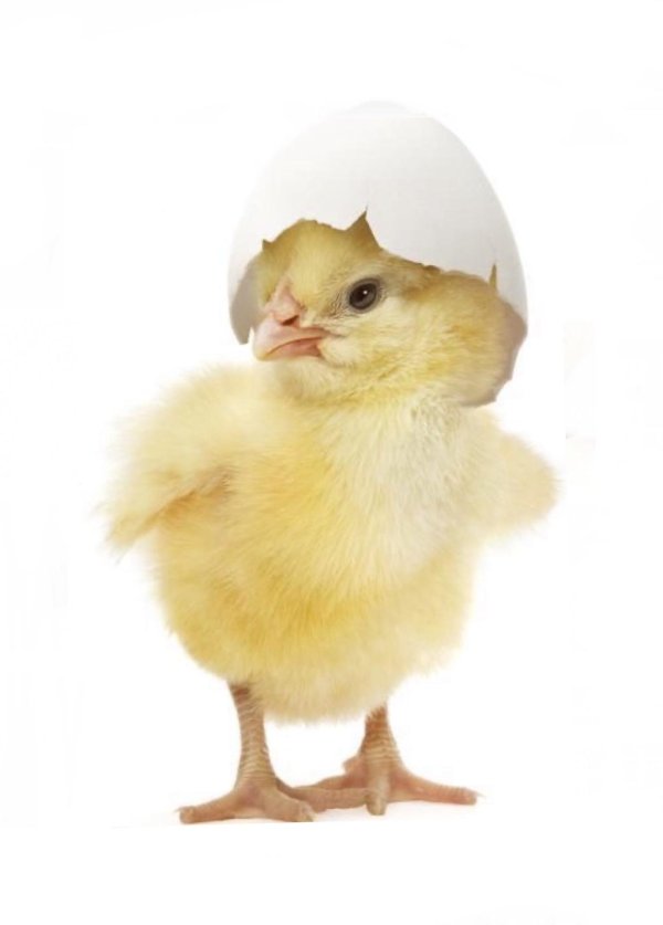 цыплята хайсекс браун