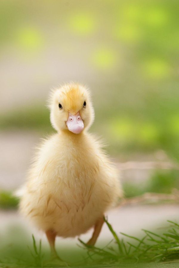 птенец мулард утка