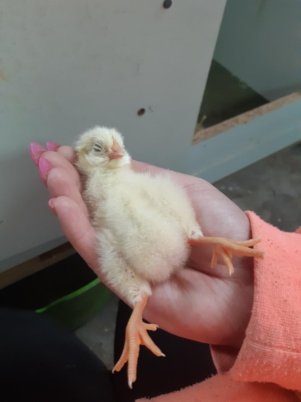 росс 308 бройлер