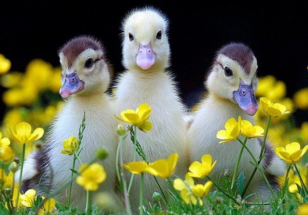 доброе утро с утятами