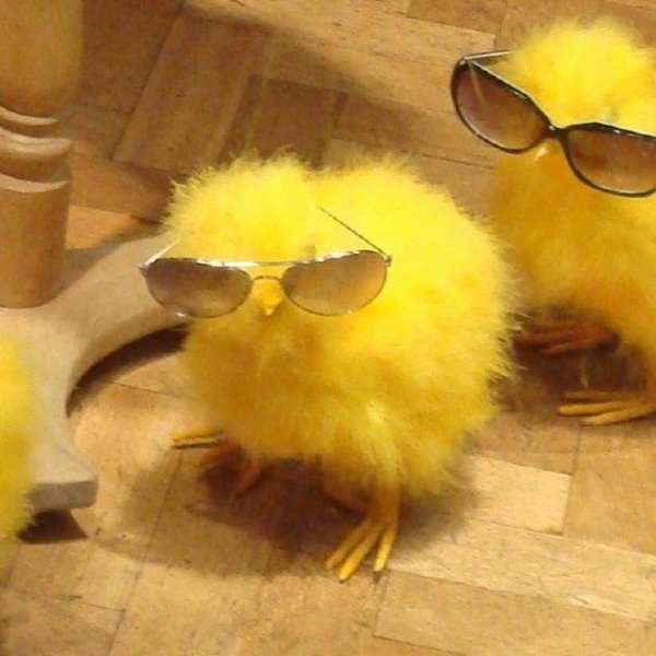 крутой цыпленок