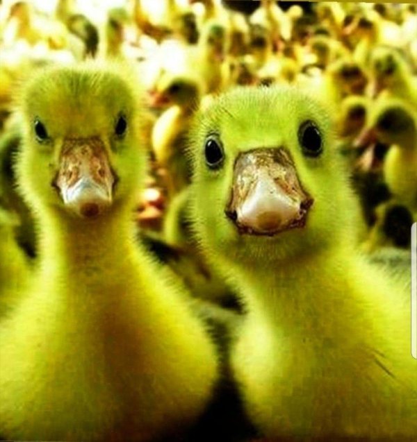 гусята линда