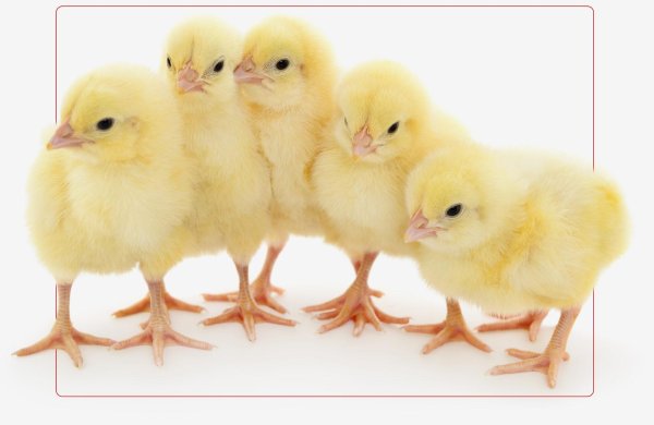 росс 308 бройлер