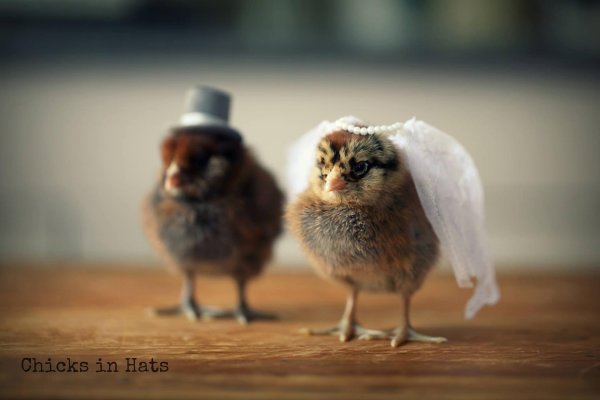 смешные птенцы