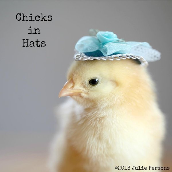 белые цыплята