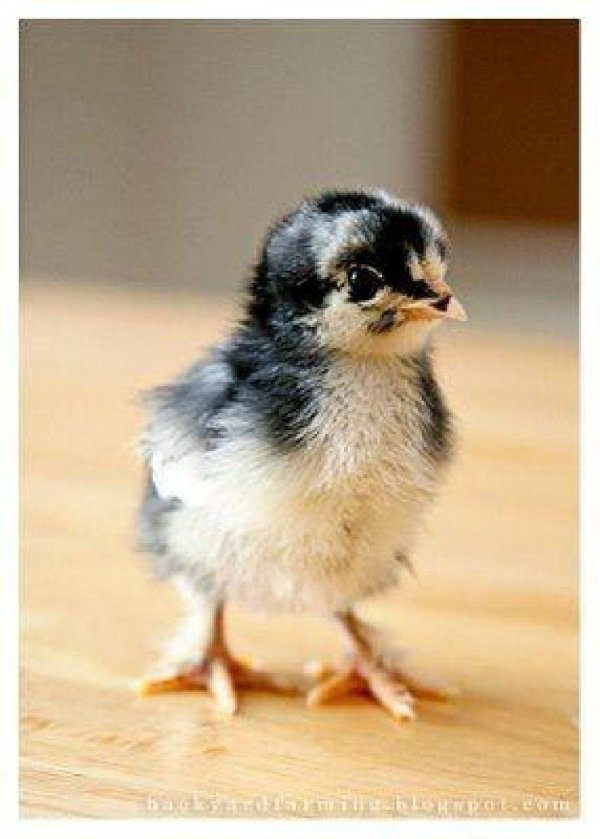 австралорп пестрый