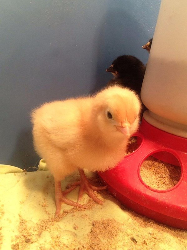 росс 308 бройлер