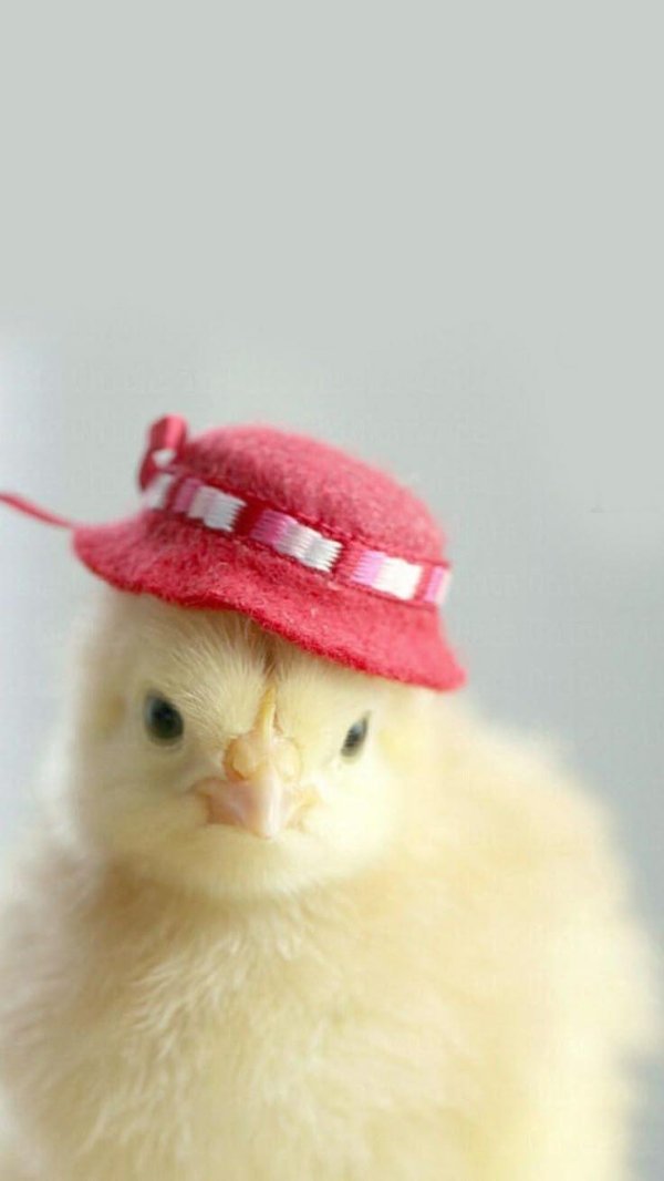 маленькие цыплята