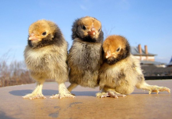 цыплята павловское золото