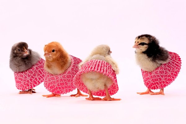 разноцветные цыплята