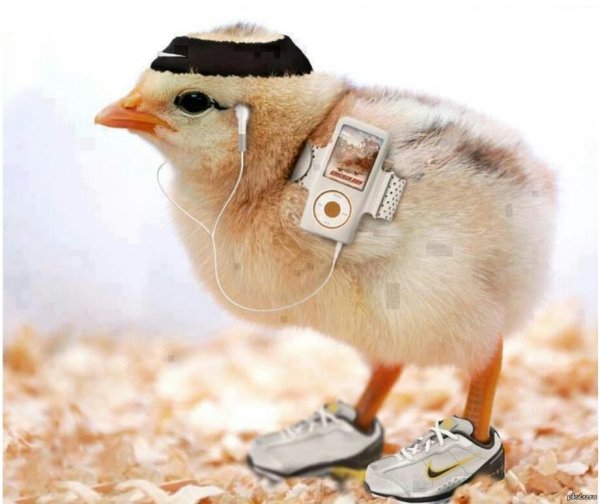 крутой цыпленок