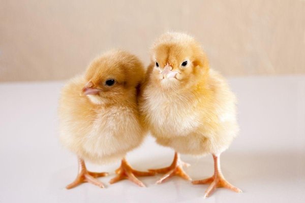 цыплята редбро