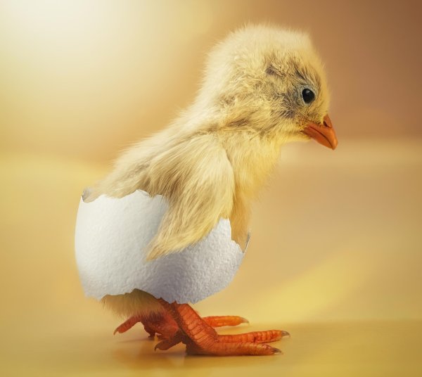 птенец вылупившийся из яйца