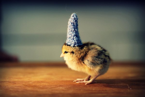 дерзкий цыпленок