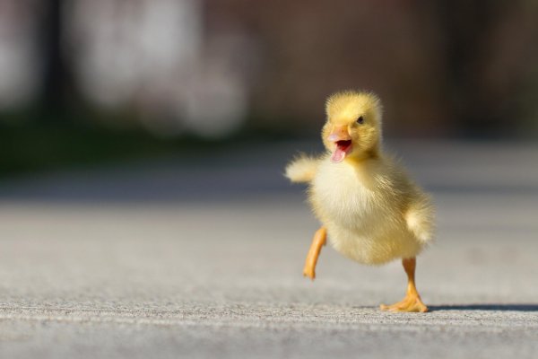 утя утя утя