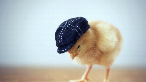 крутой цыпленок