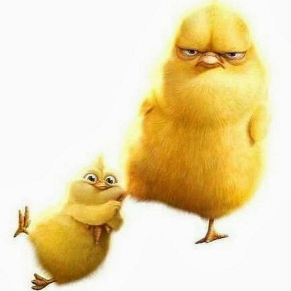 злой цыпленок