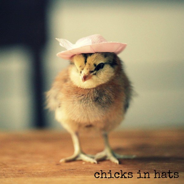 злой цыпленок