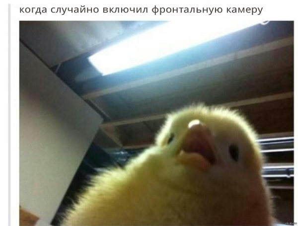 цыпленок мем
