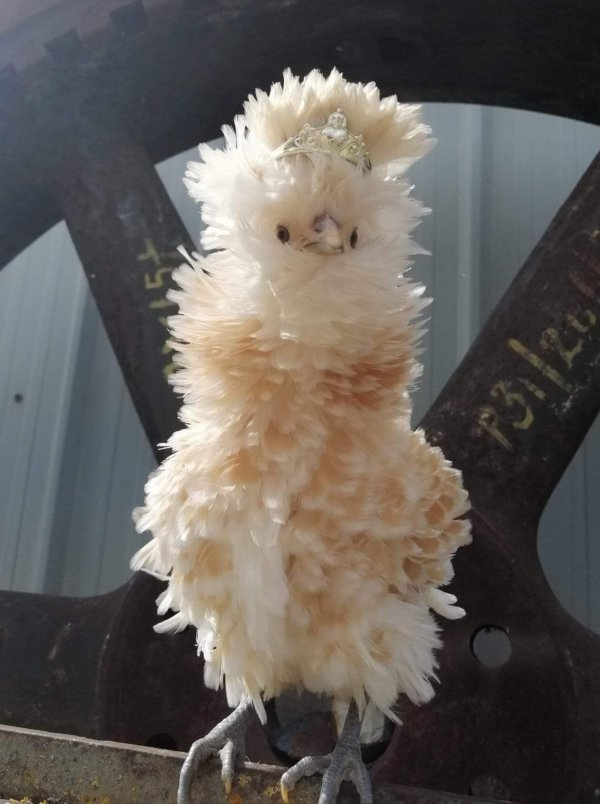 птица смешная