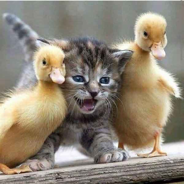 cмешные животные