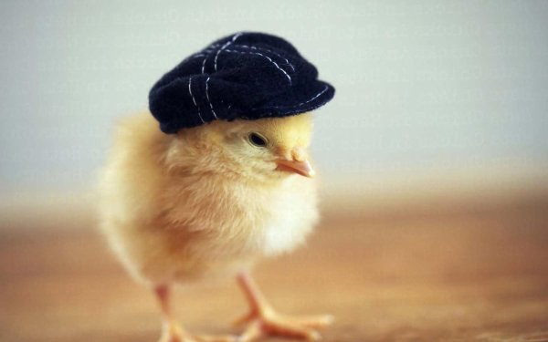 злой цыпленок