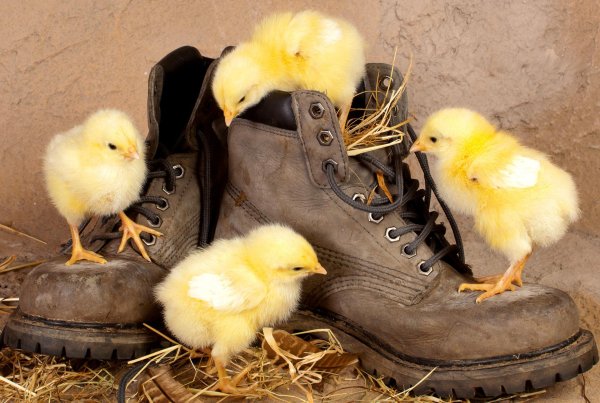 много цыплят