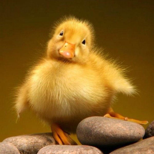 утка желтая